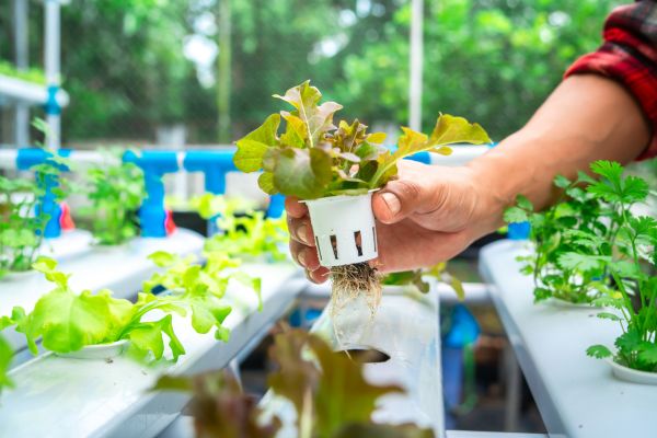 vegetable gardening tips