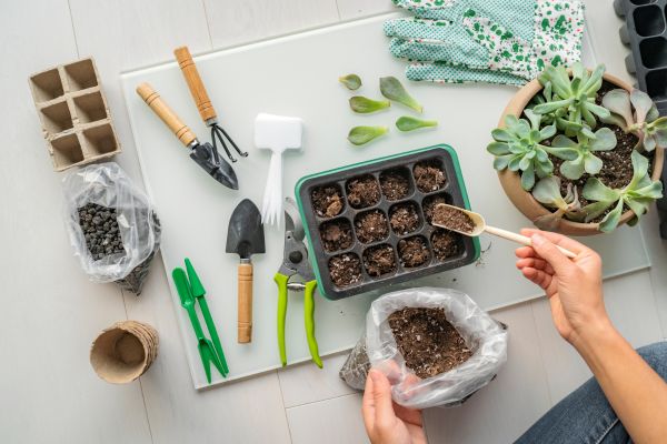succulent care for beginners